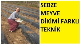 MEYVE SEBZE DİKİMİ PÜF NOKTALARI TARLADA HAYAT VAR