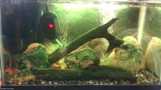 AQUARIUM BIBLE BLUEGILL GEN  9-20 (IMPROVED AUDIO)