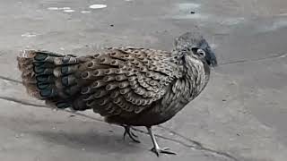 Samiec i samica Wieloszpona Malajskiego (Male and female Malaysian Peacock Pheasant)