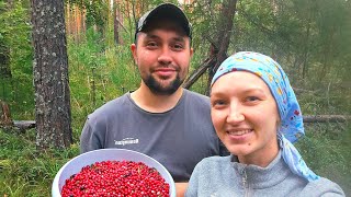 ЖИЗНЬ НА ЗАИМКЕ! СОБРАЛИ ЯГОДУ И ЗАГОТОВИЛИ СЕНО ДЛЯ БЫКОВ | МОЧЕНАЯ БРУСНИКА И ВАРЕНЬЕ С ГРУШЕЙ