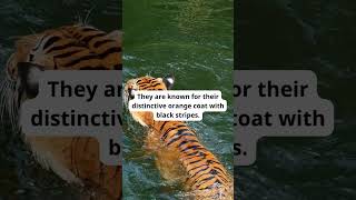 Tiger Fact 60