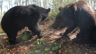 Странная большая ягода. Медведь.