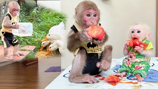 Super Monkey Bibi takes care of both the duckling and the baby monkey to help Mom!