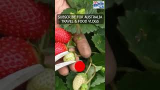 Strawberry Harvesting in Australia #Sydney #harvest #vegetables