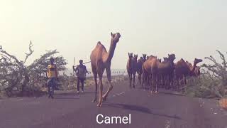 #Indian #Wild Ass & Camel @Khadirbet #Dholavira કચ્છ : ઘૂડખર ખડીરબેટ Only in #Kutch