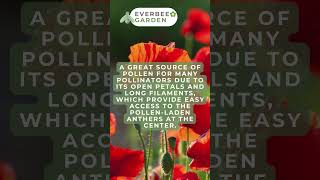 CHELSEA SPECIAL - Company Focus - Kent Wildflower Seeds - COMMON POPPY | EVERBEE GARDEN