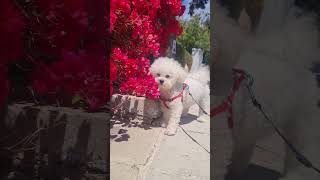 #shorts #youtube #youtubeshorts #shortsvideo #youtubevideo #short #shortvideo #dog #cutedog #pets