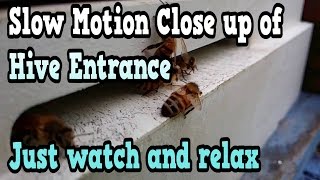 Slow Motion Close up of Beehive Entrance - 30 Minutes to just watch and relax