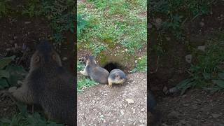 Adorable Himalayan Marmots Playfully Explore Their Burrow!#cutemarmot #cuteanimals #marmot #wildlife