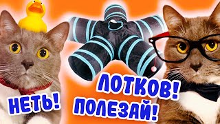 КОТИКИ В ШКОЛЕ проходят ИСПЫТАНИЯ в стиле ГЕНШИН ИМПАКТ!