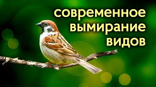 Животные, которые скоро исчезнут