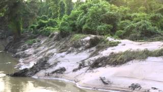 Coyote Barking on Cypress Creek