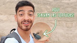 Las Tortugas en Oaxaca