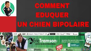 COMMENT EDUQUER UN CHIEN BIPOLAIRE?