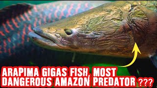 Arapaima Gigas Fish - Most Dangerous Amazon Predator