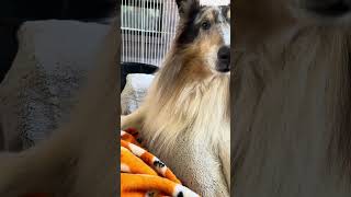 Baby Capybara Meets Dog