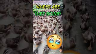 Ducks on a Mission: Cuteness Overload! 🦆❤️ #shorts #shortvideo #shortsfeed