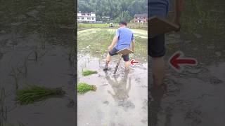 पापा ने लकड़ी के ऊपर बैठकर धान बो दिया 😮 #shorts #viral #trend #shortsfeed