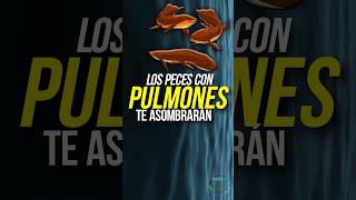 Estos PECES tienen PULMONES🐟🐠.  #animales #animalesmarinos #peces #pescado #curiosidades