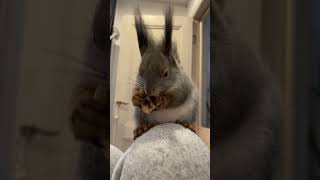 Отобрала банан! Все твое - мое 😆 #squirrel #funny #funnyvideo #cuteanimals #милыепитомцы #cute