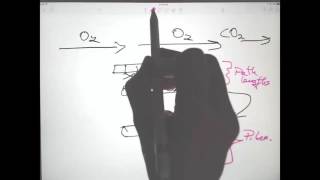 Respiration 2 Flow and Path Length