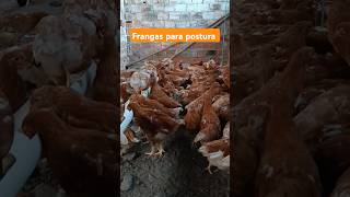 2 meses as frangas de postura #viralvideo #aves