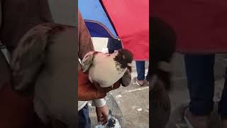 🕊Jama Masjid kabootar Market Delhi🕊