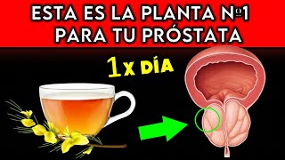 PLANTA #1 que MEJORA la PRÓSTATA (COMO TOMARLA)