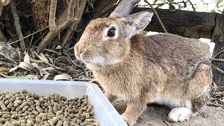 Rabbit: “Who are you?”