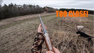 Too CLOSE for comfort!! Quail Hunting 2024 #hunting #quail #quailhunting #viral