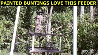 PAINTED BUNTINGS LOVE THIS FEEDER