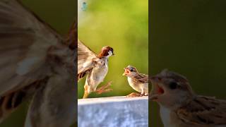 चिड़िया #sparrow #birds #amazingfacts #wildlife #nature #fact #naturelovers