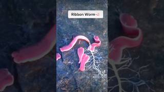 Real Ribbon worms 🪱