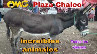 Mercado de animales Chalco EDOMEX / Todos los VIERNES