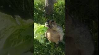 Chubby Himalayan Marmot Enjoys Delicious Veggies! 🥕😄#cutemarmot #cuteanimals #marmot #marmota