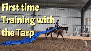 King plays with the Blue Tarp for the first time- Thoroughbred training