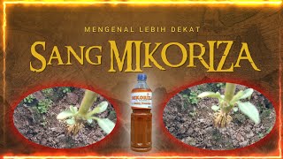 Mengenal Lebih Dekat " MIKORIZA "