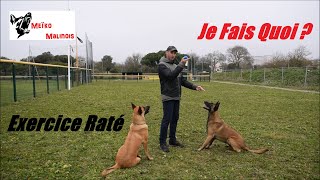 Echec du Chien - Comment Réagir ?