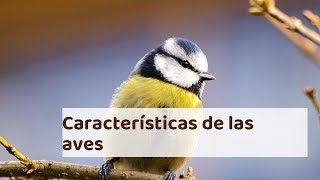 +10 Características de las aves - ¡Resumen!