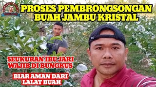 PROSES PEMBRONGSONGAN BUAH JAMBU KRISTAL||BIAR AMAN DARI LALAT BUAH✓✓