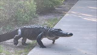 Alligator Alley (Extended Version) - Huntington Beach State Park - Murrells Inlet, SC