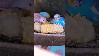 बजरी#birds #budgies #parrot vlogs my YouTube channel subscrabe🙏