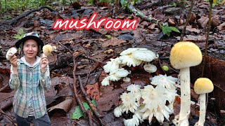 One year have one time nature mushroom only raining season in the village rural Thailand 🇹🇭