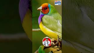 Enchanting Gouldian Finch: A Feathered Jewel of Australia's Wildlife  #GouldianFinch