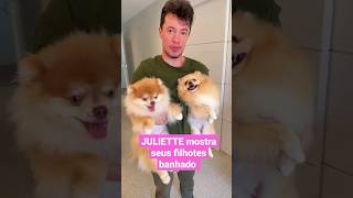 FILHOTES DA JULIETE BANHADOS #shortsfeed #shortsvideo #juliette #juliettecantando #dogshorts #dogs