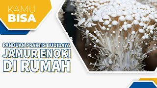 RAHASIA SUKSES BUDIDAYA JAMUR ENOKI DI RUMAH