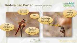 Dragonfly Ireland   Dragonflies   Skimmers and Darters