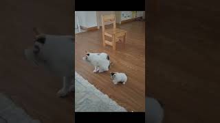 Like father，like son#shorts #shortsvideo #youtubeshorts #pets #cat #like