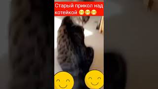 Прикол над котейкой