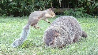 Squirrel springboards off of huge groundhog!